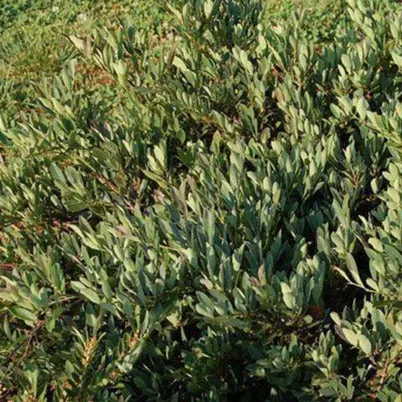 Blue Cascade Distylium