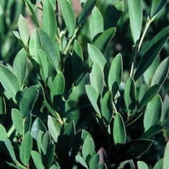 Blue Cascade Distylium